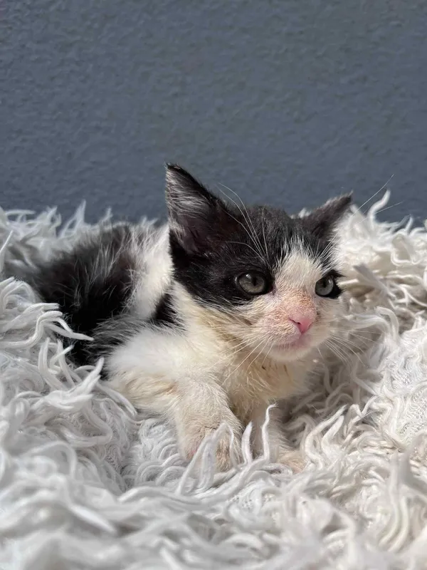 Kot do adopcji, Włocławek, 18 czerwca 2025 (4/4)