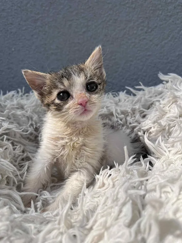 Kot do adopcji, Włocławek, 18 czerwca 2025 (1/4)