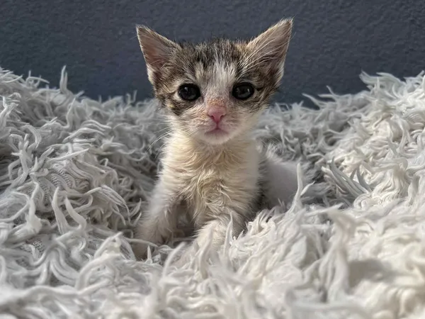 Kot do adopcji, Włocławek, 18 czerwca 2025 (2/4)