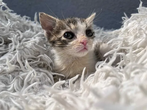 Kot do adopcji, Włocławek, 18 czerwca 2025 (3/4)