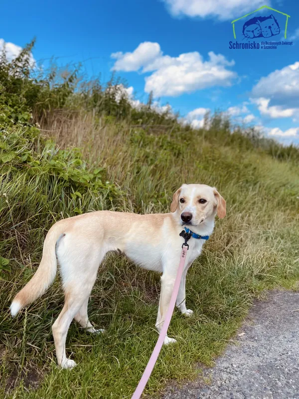 Znaleziono psa, Szczecin, 21 czerwca 2025 (2/3)