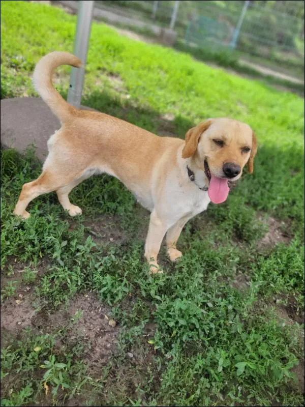 Znaleziono psa, Grudziądz, 23 kwietnia 2025