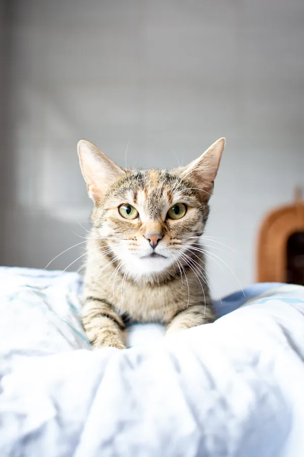 Znaleziono kota, Sosnowiec, 19 czerwca 2025 (1/5)