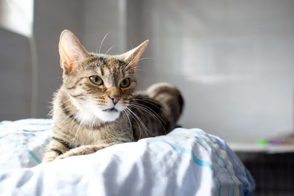 Znaleziono kota, Sosnowiec, 19 czerwca 2025 (3/5)