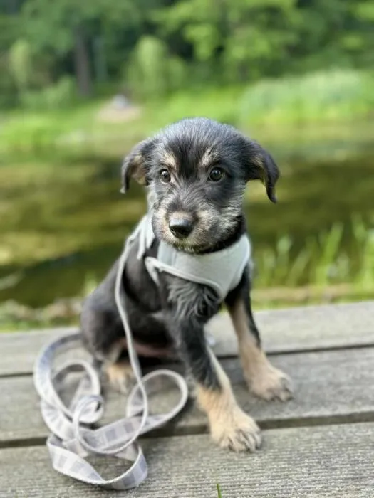 Znaleziono psa, Toruń, 30 maja 2025