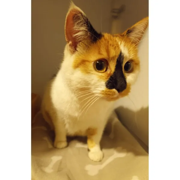 Znaleziono kota, Białystok, 20 czerwca 2025