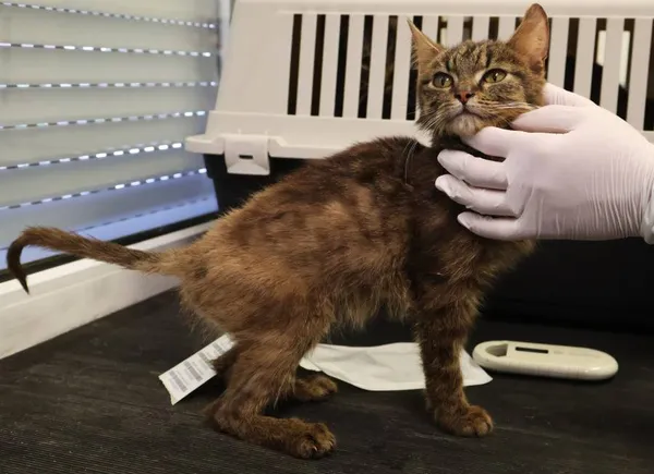 Znaleziono kota, Łódź, 21 czerwca 2025 (2/4)