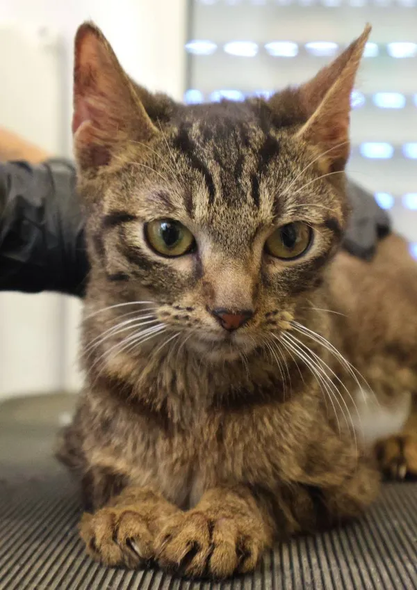 Znaleziono kota, Łódź, 21 czerwca 2025 (1/4)