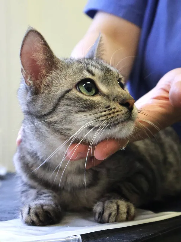 Znaleziono kota, Łódź, 20 czerwca 2025 (1/4)