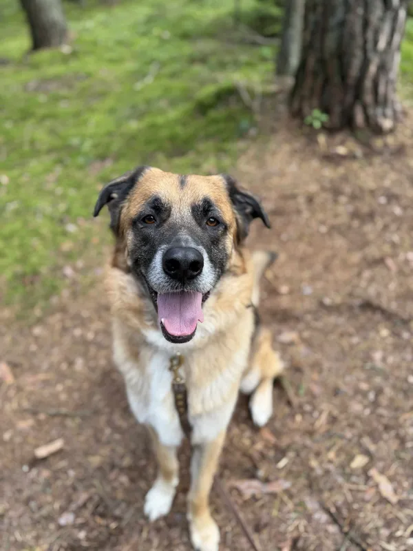 Pies do adopcji, Olsztyn, 20 czerwca 2025 (1/5)