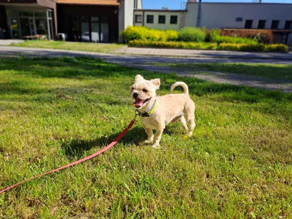 Pies do adopcji, Olsztyn, 3 czerwca 2025 (2/4)