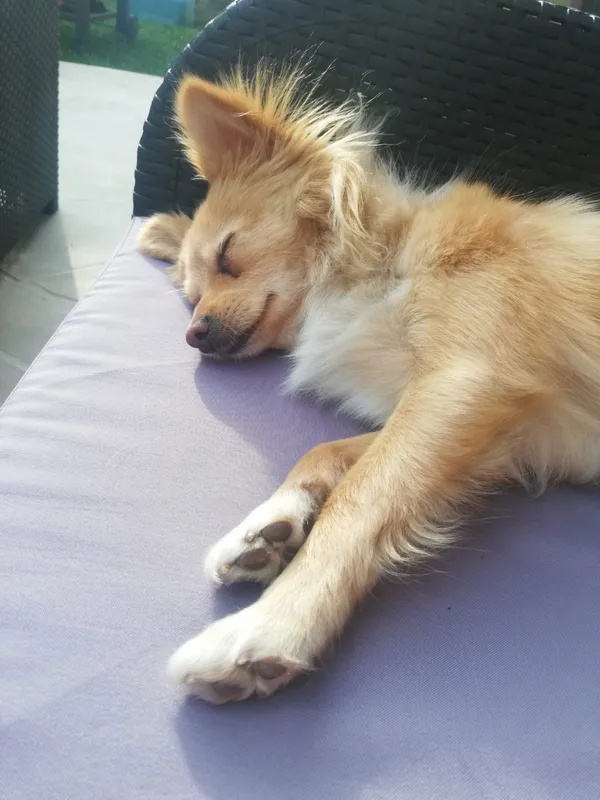 Zaginął pies, Mysłowice, Janów Miejski-Ćmok, 22 czerwca 2025 (1/2)