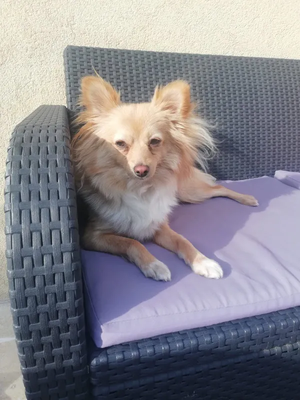 Zaginął pies, Mysłowice, Janów Miejski-Ćmok, 22 czerwca 2025 (2/2)