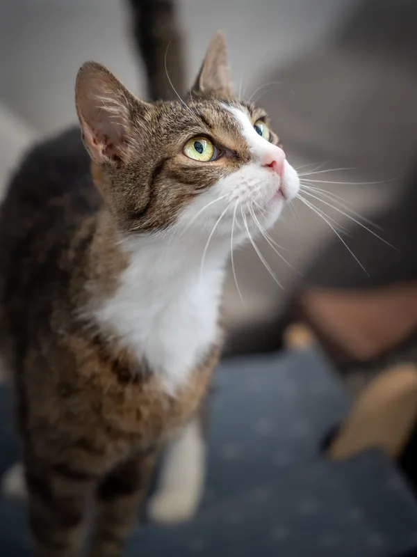 Znaleziono kota, Sosnowiec, 12 czerwca 2025 (3/5)