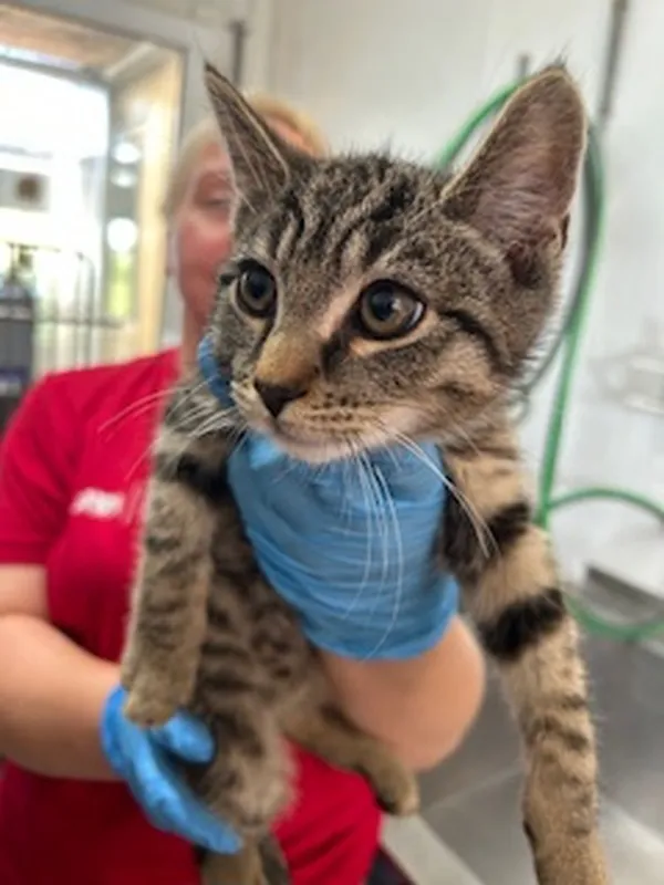 Znaleziono kota, Gdańsk, 18 czerwca 2025