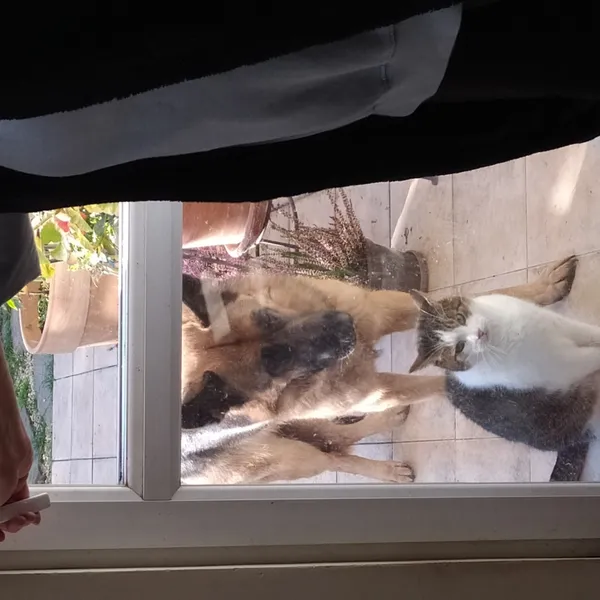 Zaginął kot, Łódź, 22 czerwca 2025