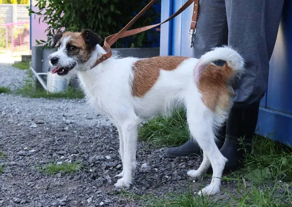 Znaleziono psa, Łódź, 22 czerwca 2025 (5/5)