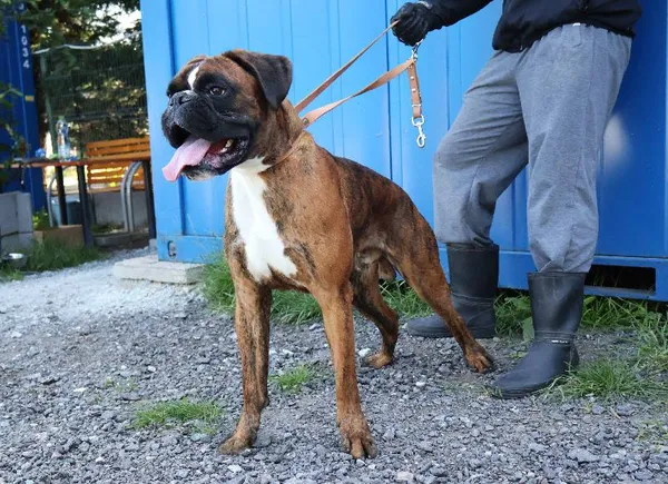 Znaleziono psa, Łódź, 1 września 2025 (1/5)