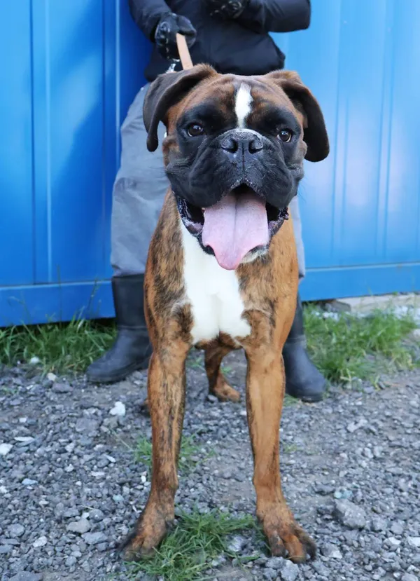 Znaleziono psa, Łódź, 1 września 2025 (2/5)