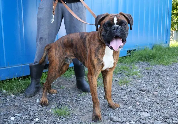 Znaleziono psa, Łódź, 1 września 2025 (4/5)