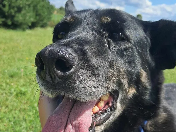 Pies do adopcji, Tatary, 25 listopada 2015 (2/4)