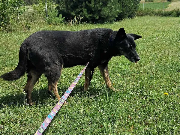 Pies do adopcji, Tatary, 25 listopada 2015 (3/4)