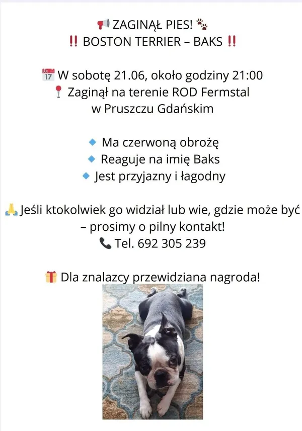 Zaginął pies, Pruszcz Gdański, 23 czerwca 2025 (3/3)