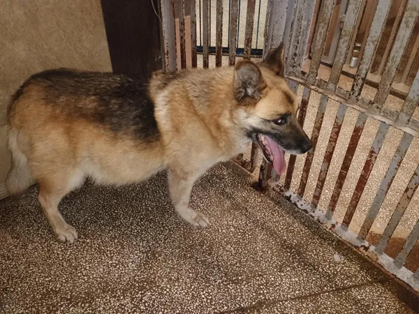 Pies do adopcji, Włocławek, 22 czerwca 2025