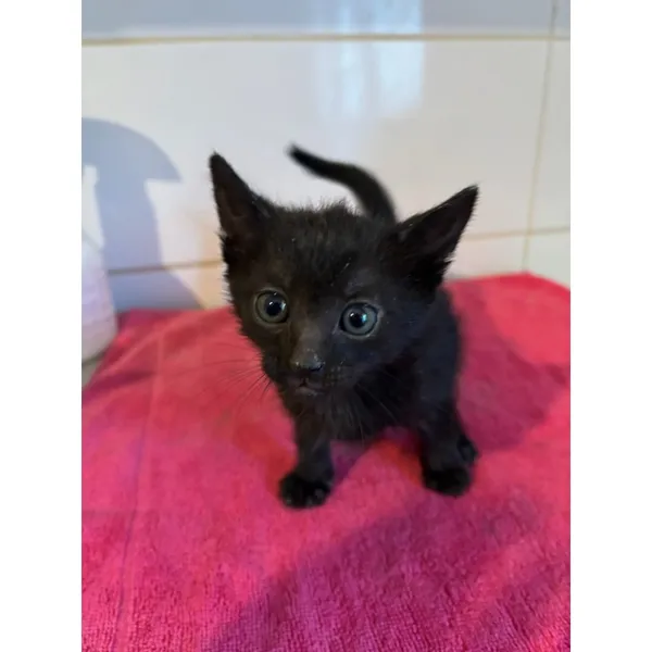 Znaleziono kota, Białystok, 21 czerwca 2025