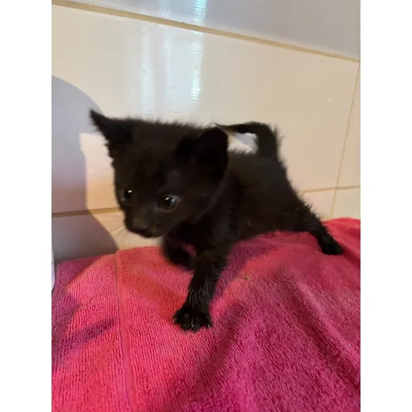 Znaleziono kota, Białystok, 21 czerwca 2025