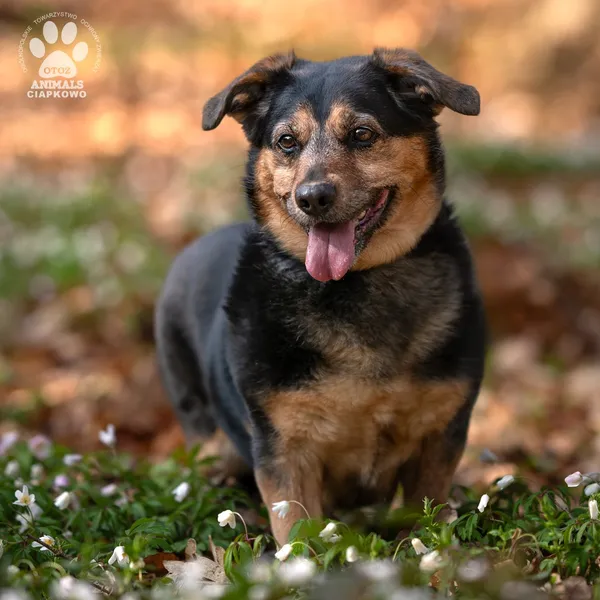 Pies do adopcji, Gdynia, 23 czerwca 2025 (2/4)