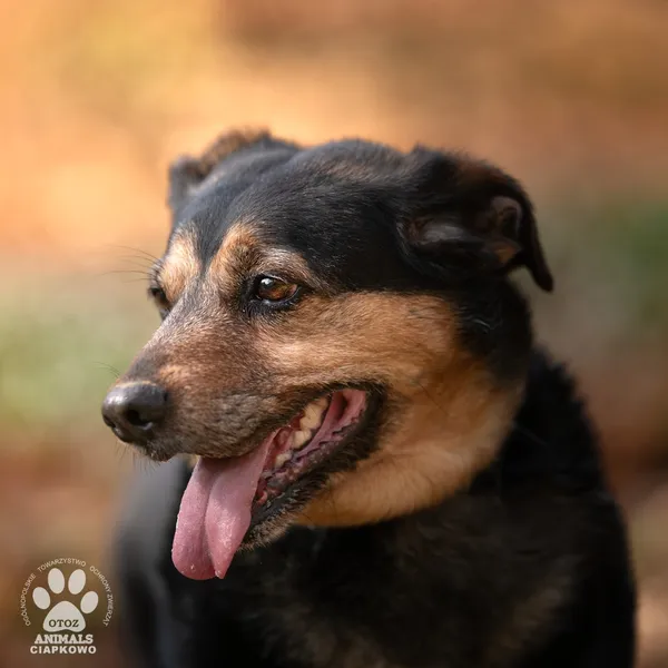 Pies do adopcji, Gdynia, 23 czerwca 2025 (3/4)