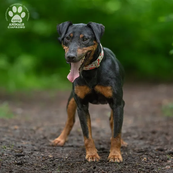 Pies do adopcji, Gdynia, 23 czerwca 2025 (2/4)