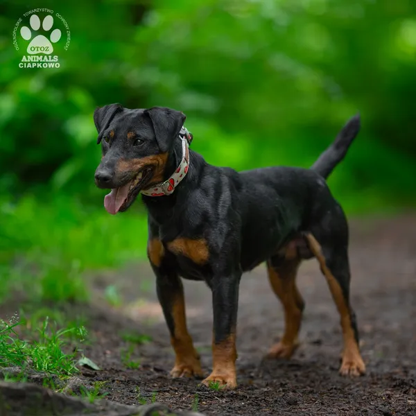 Pies do adopcji, Gdynia, 23 czerwca 2025 (3/4)