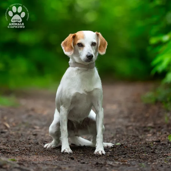 Pies do adopcji, Gdynia, 23 czerwca 2025 (3/4)