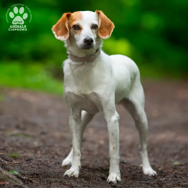 Pies do adopcji, Gdynia, 23 czerwca 2025 (4/4)