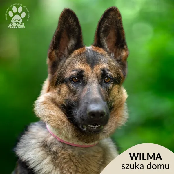 Pies do adopcji, Gdynia, 23 czerwca 2025 (1/4)