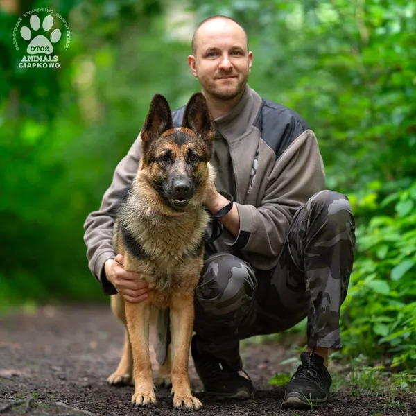 Pies do adopcji, Gdynia, 23 czerwca 2025 (2/4)