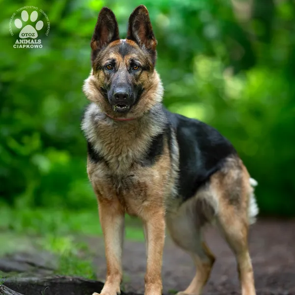 Pies do adopcji, Gdynia, 23 czerwca 2025 (3/4)