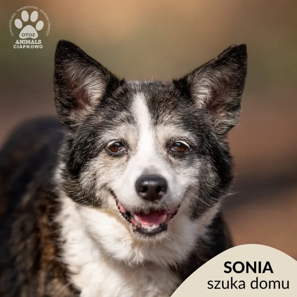 Pies do adopcji, Gdynia, 23 czerwca 2025 (1/4)