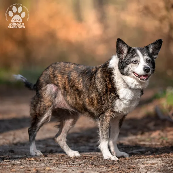 Pies do adopcji, Gdynia, 23 czerwca 2025 (2/4)