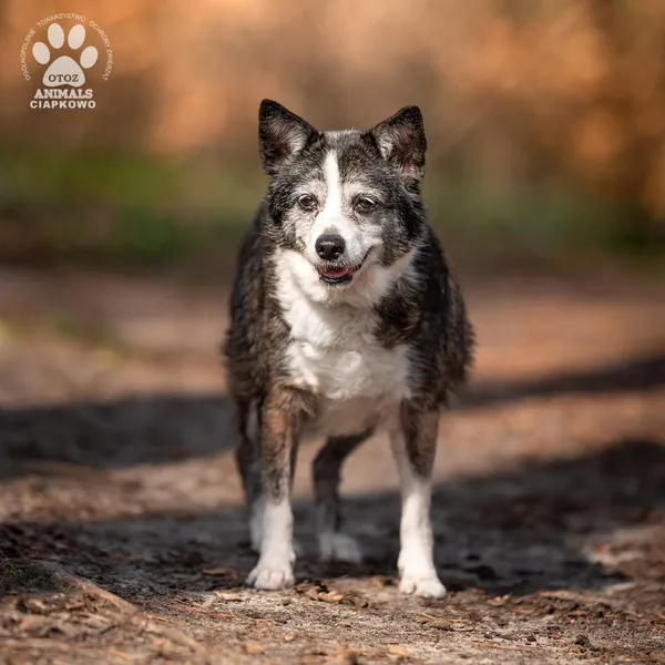 Pies do adopcji, Gdynia, 23 czerwca 2025 (3/4)