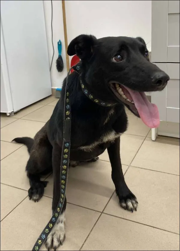 Znaleziono psa, Grudziądz, 22 czerwca 2025