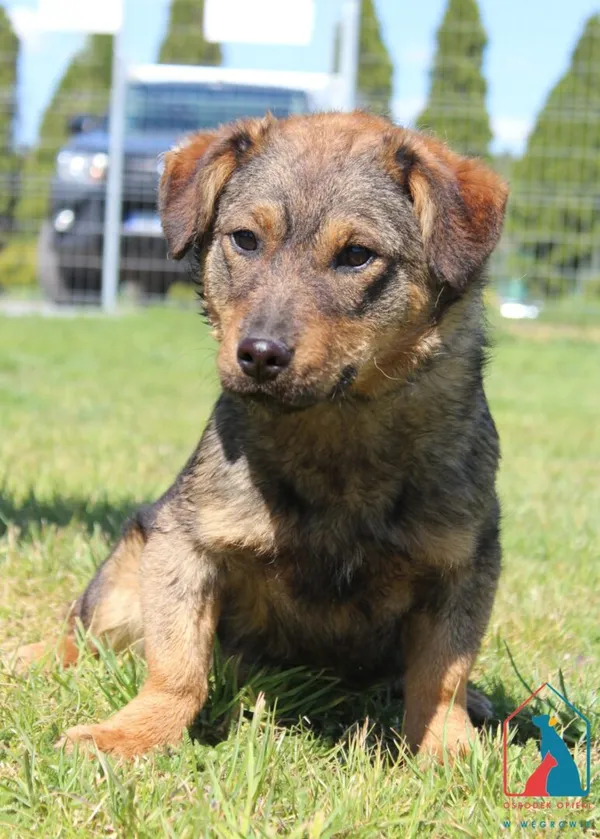 Pies do adopcji, Grudziądz, 20 maja 2025