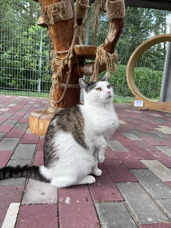 Kot do adopcji, Włocławek, 21 czerwca 2025 (1/5)