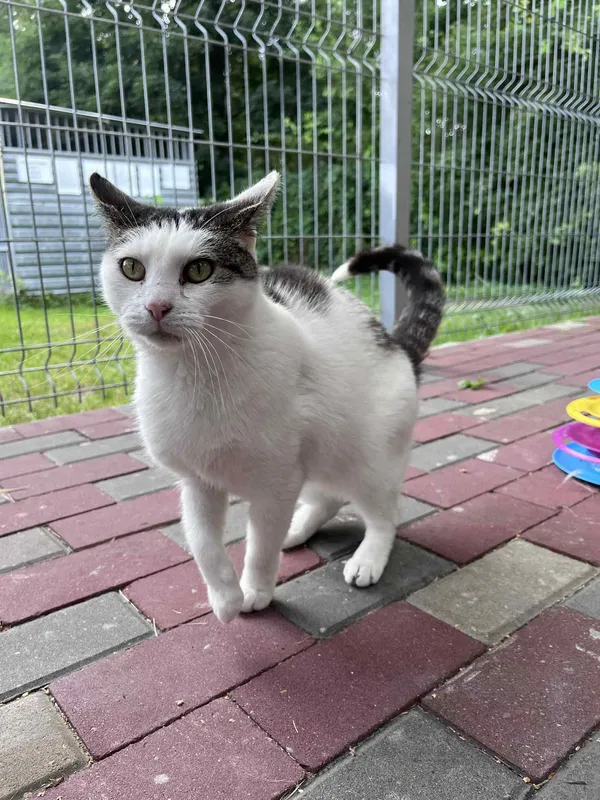 Kot do adopcji, Włocławek, 21 czerwca 2025 (4/5)