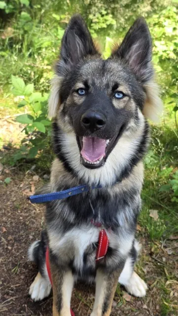 Pies do adopcji, Piła, 7 czerwca 2025 (1/4)