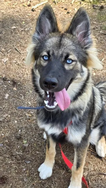 Pies do adopcji, Piła, 7 czerwca 2025 (2/4)