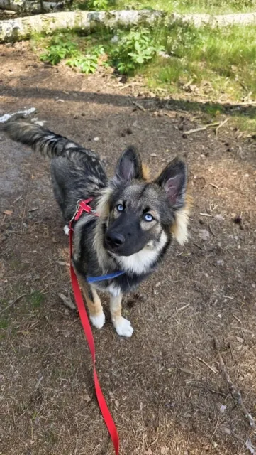 Pies do adopcji, Piła, 7 czerwca 2025 (3/4)