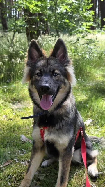 Pies do adopcji, Piła, 7 czerwca 2025 (4/4)